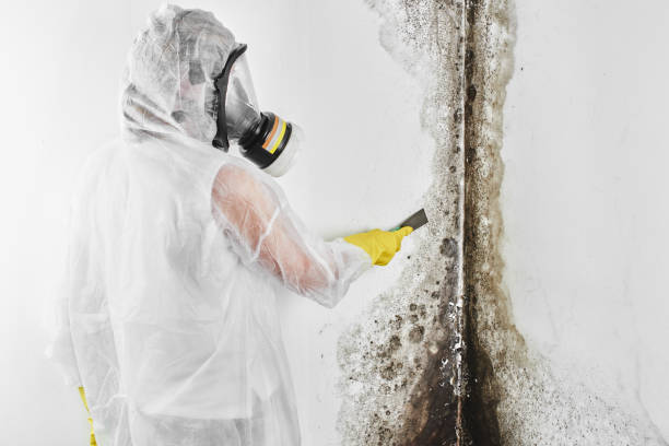 Best HVAC Mold Remediation in Second Mesa, AZ