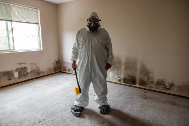 Best Insurance-Related Mold Remediation in Second Mesa, AZ